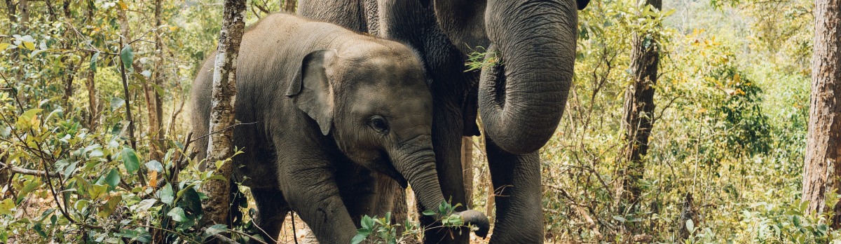 elephants-animals-wild