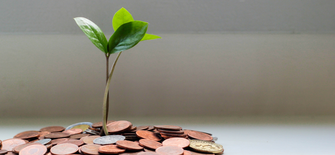 money-plant-growth