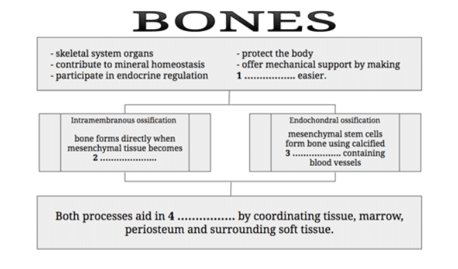 chart about human bones for ielts exam