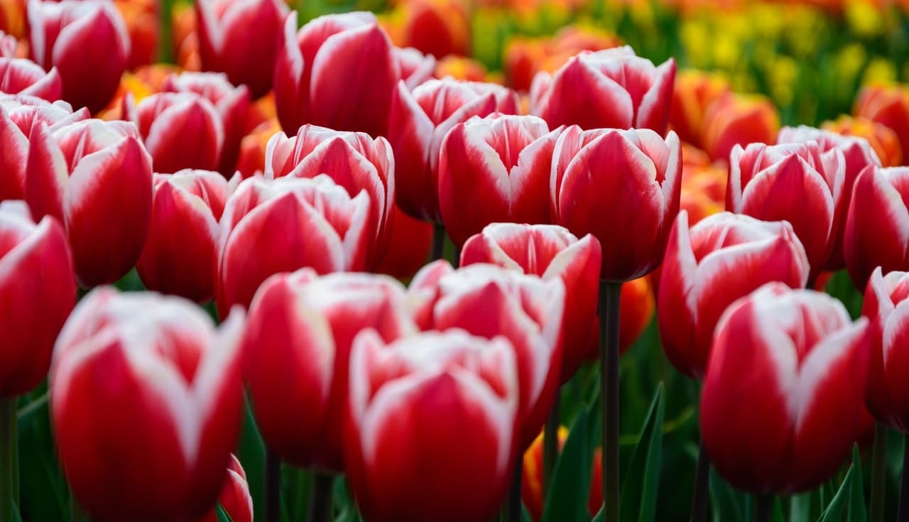 tulipes in Netherlands