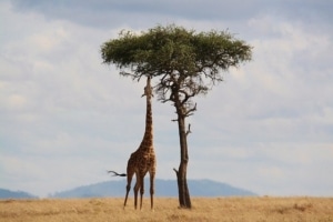 africa-giraffe-while-eating