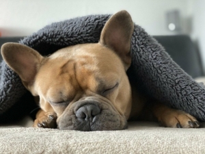 french-dog-sleeping-under-a-towel