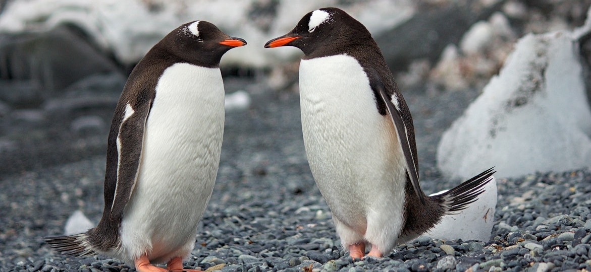 deux pingouins se regardant